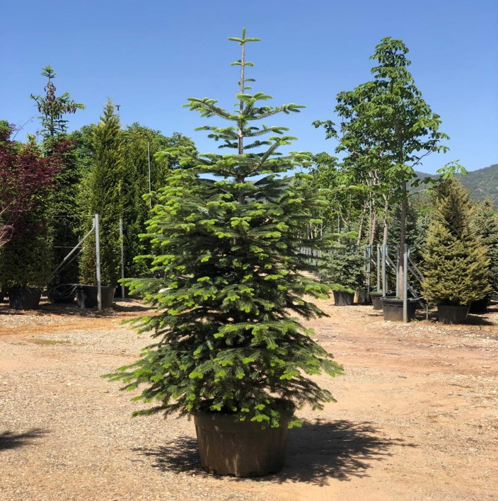 Abies Normanniana – Göknar