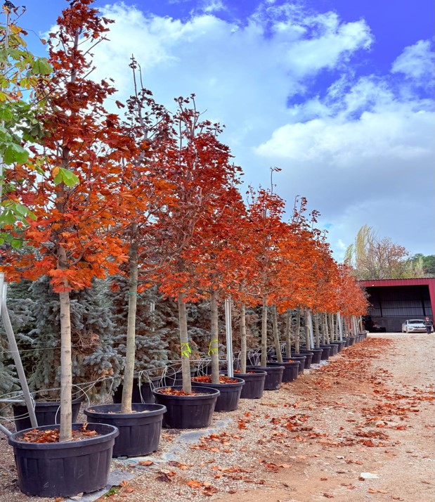 Acer platanoides Krimson King – Kırmızı Çınar Yapraklı Akçaağaç