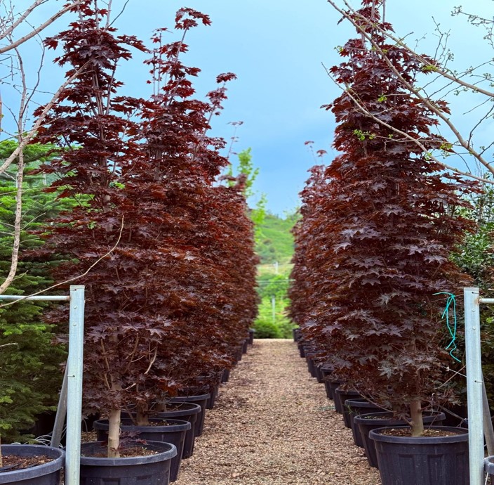 Acer platanoides Krimson King – Kırmızı Yapraklı Akçaağaç