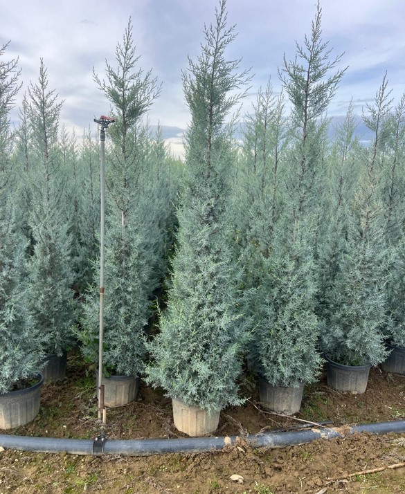 Cupressus arizonica Glauca – Mavi Servi