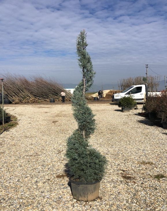Cupressus arizonica Topiary – Mavi Servi Spiral