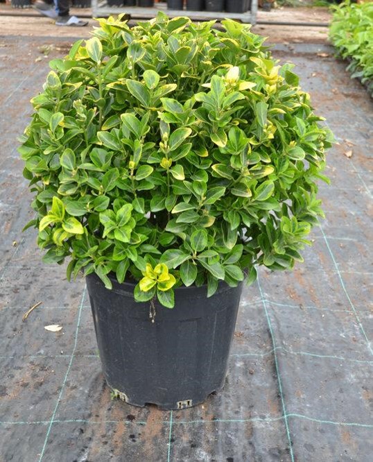 Euonymus japonicus ‘Compacta’- Top Yeşil Taflan