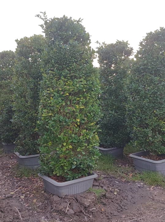 Ligustrum japonica ‘Texanum’ Pyramidalis- Geniş Yapraklı Kurtbağrı