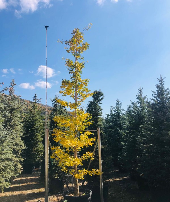 Ginko biloba– Mabet Ağacı