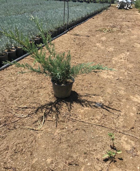 Juniperus sabina – Sabin ardıç
