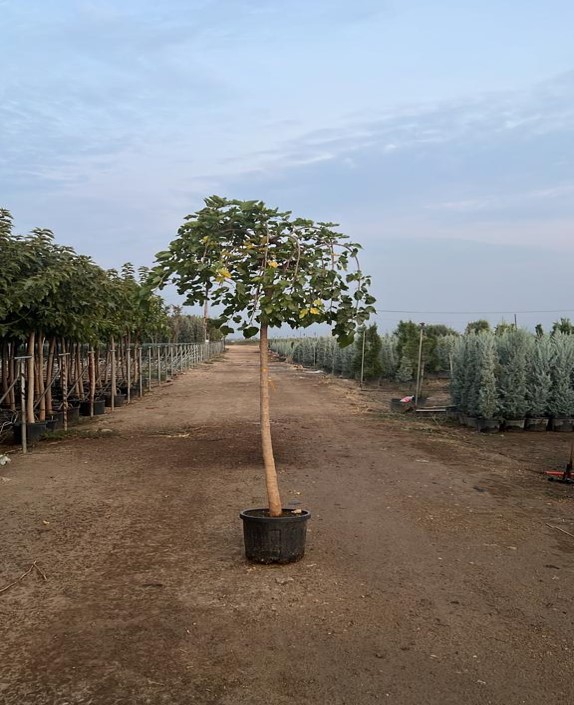 Morus alba Pendula – Ters Dut