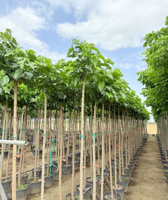 Morus platanifolia- Çınar Yapraklı Dut