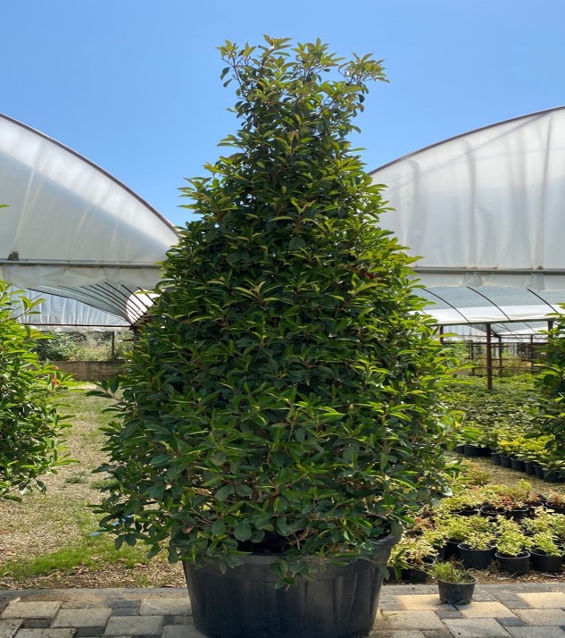 Photinia fraseri ‘Red Robin’ Pyramidalis – Alev çalısı Piramit