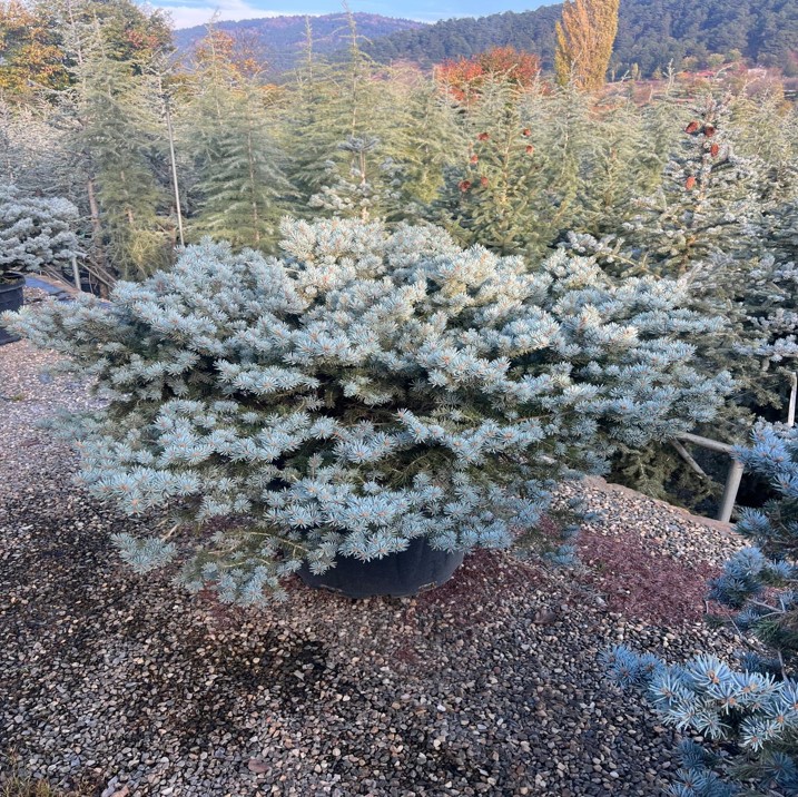 Picea abies Glauca Globosa Nana- Bodur Mavi Ladin