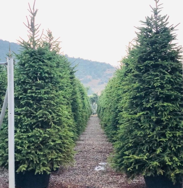 Picea abies – Batı Ladini