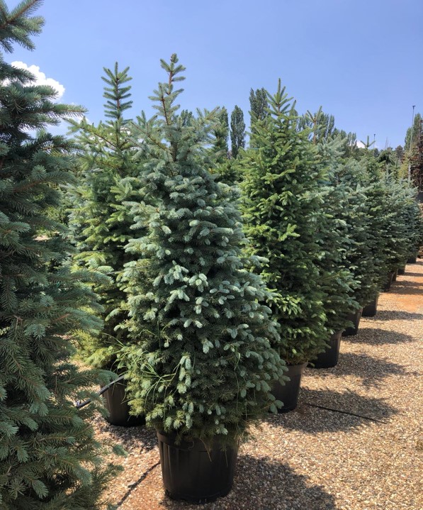 Picea pungens Glauca – Mavi Ladin
