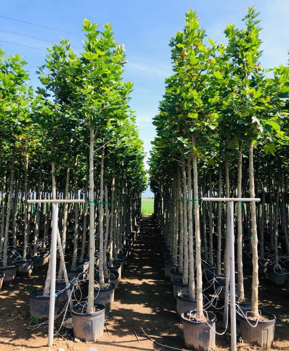 Platanus orientalis – Çınar