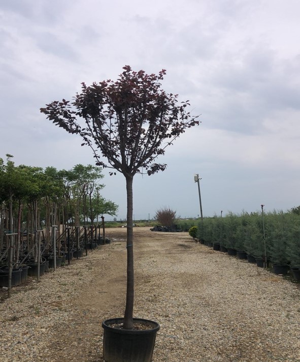 Prunus cerasifera Pissardii Nigra- Süs Eriği