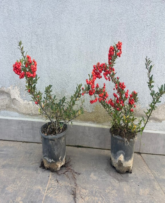 Pyracantha coccinea – Ateş Dikeni
