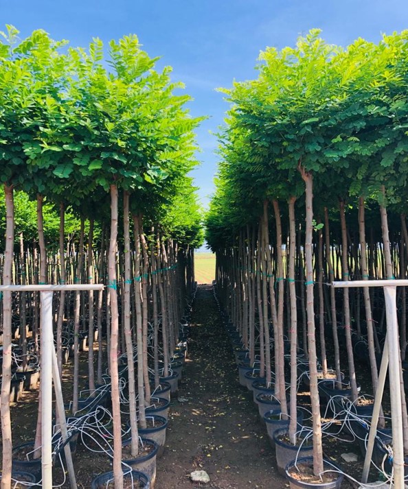 Robinia pseudoacacia 'Umbraculifera‘ –Top Akasya