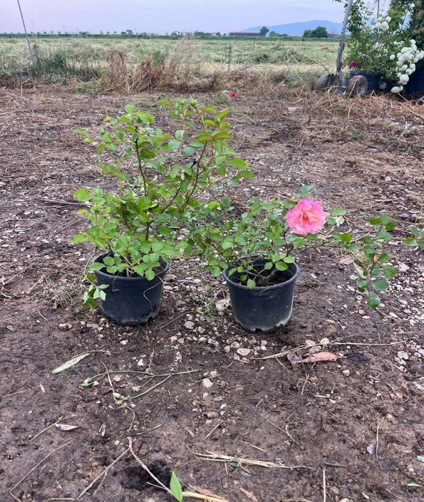 Rosa grandiflora – Gül