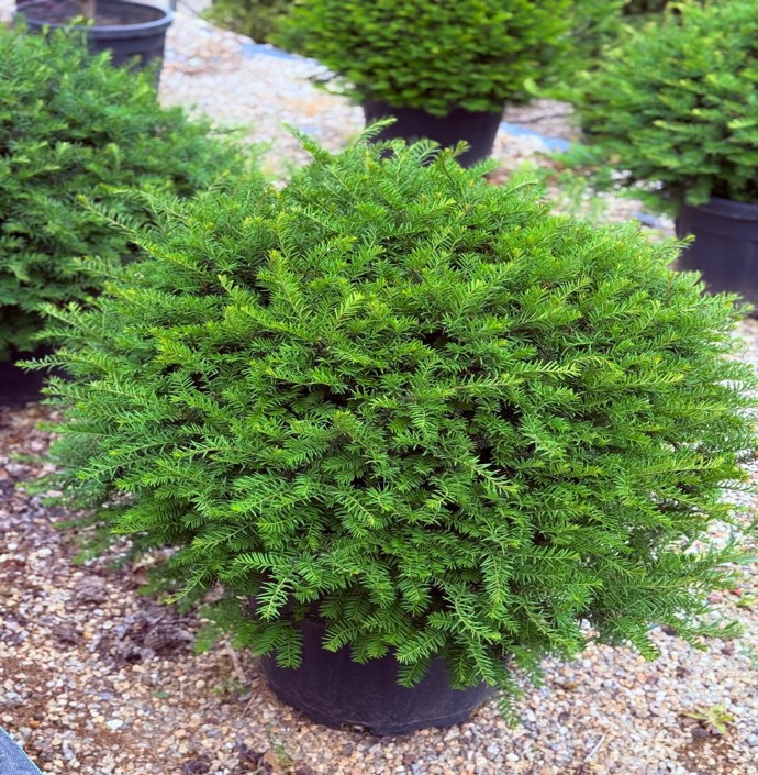 Taxus baccata Ball – Top Porsuk