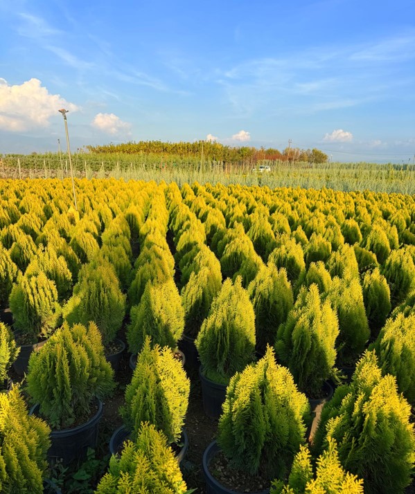 Thuja orientalis Compacta – Top Mazı
