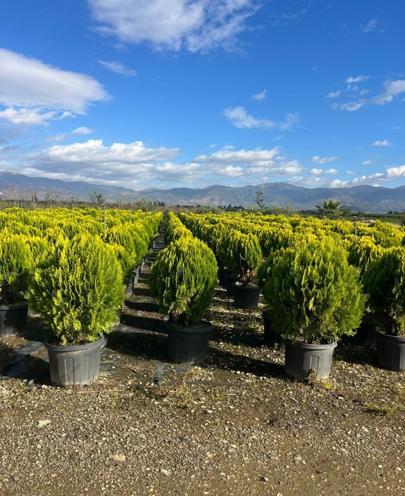 Thuja orientalis Compacta – Top Mazı 2