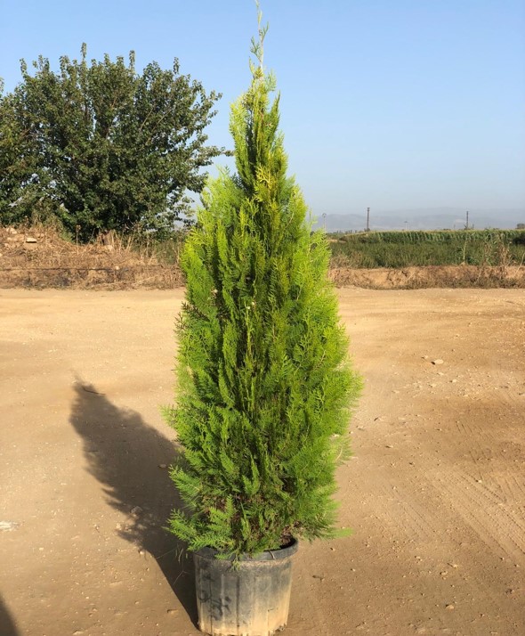 Thuja orientalis Pyramidalis – Piramit Mazı